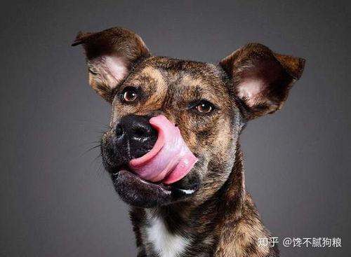 娱乐吃瓜酱狗狗拍照